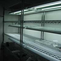 Tissue Culture Rack